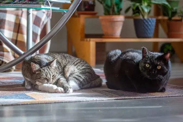 Two Cats Relaxing in Sunlit Living Room