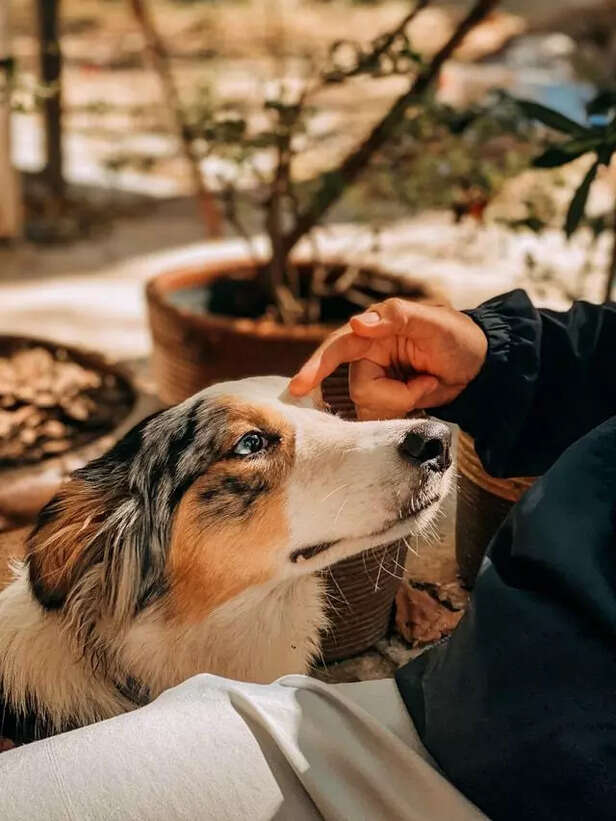 Dog Being Petted