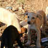 Stray Dogs