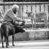 Dog and human bond