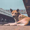 Survival struggle of stray dog