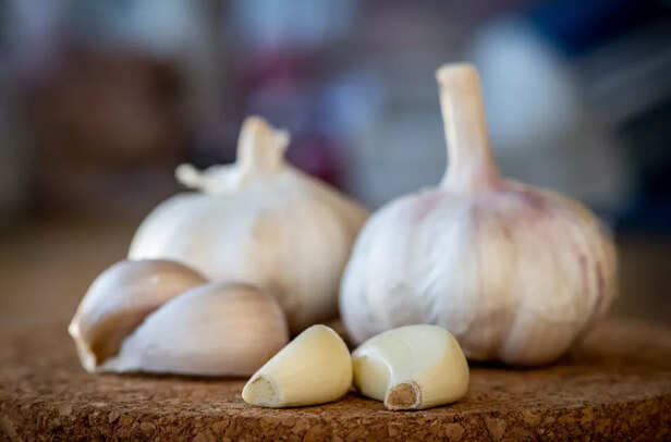 Garlic