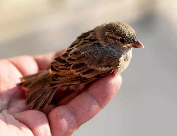 sparrow