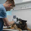 Vet checking a dog