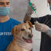 A pet dog being vaccinated