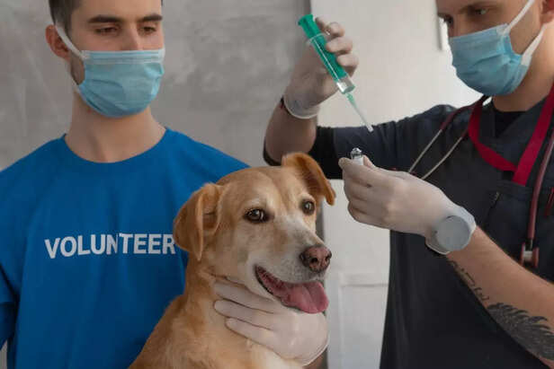 A pet dog being vaccinated