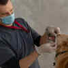 Pet dental check up