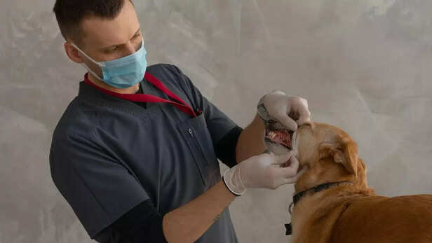 Pet dental check up