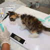 A cat on weighing scale