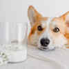 Pet dog in kitchen