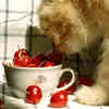 Cat eating cherries