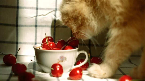 Cat eating cherries