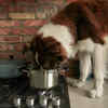 Pet dog on kitchen shelf
