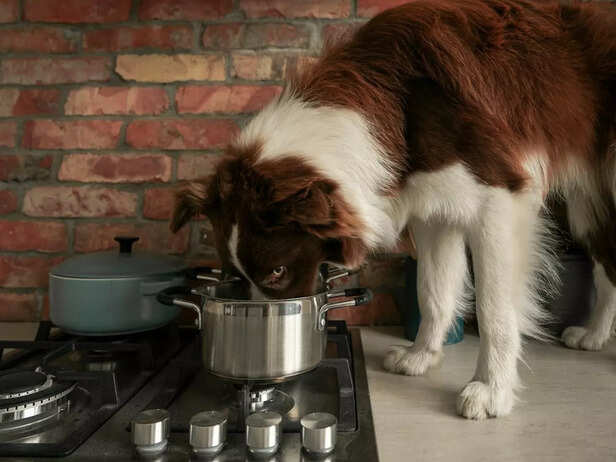 Pet dog on kitchen shelf