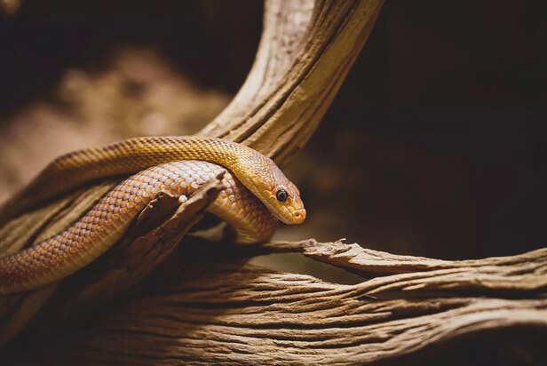 The Spiritual Meaning Behind Snakes Appearing in Your Life