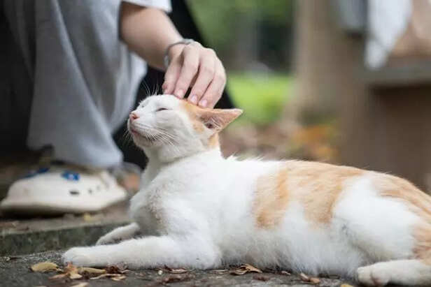 Pets Crave Other Strange Foods