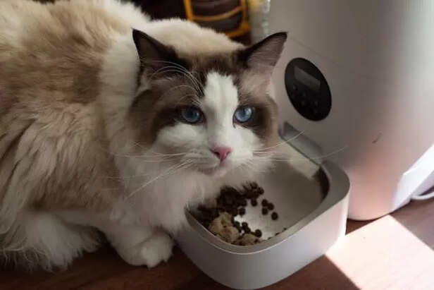 cat specific food