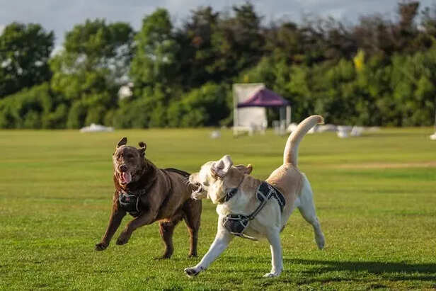 High energy dogs