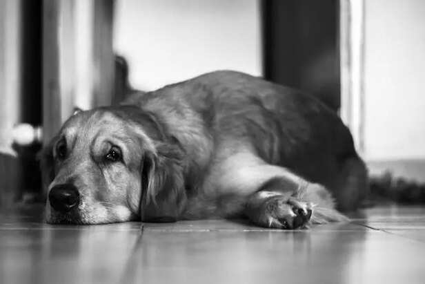 Saviour for pet