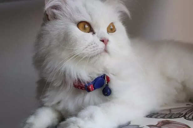White Persian Cat