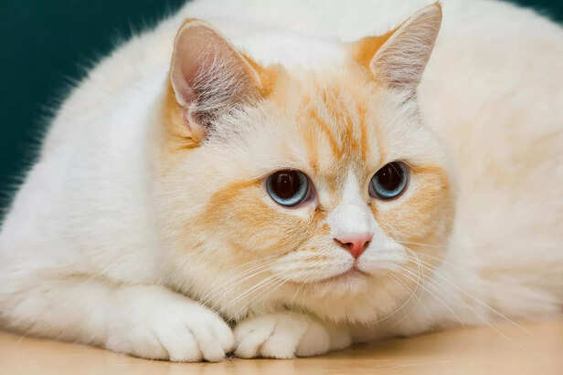 British Shorthair Whites