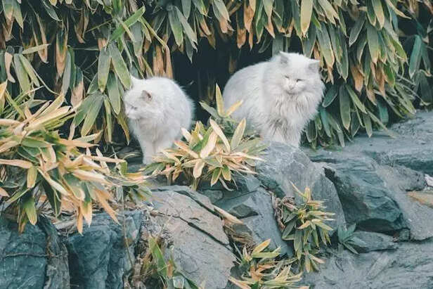 Turkish Angora Cats