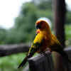 parrots