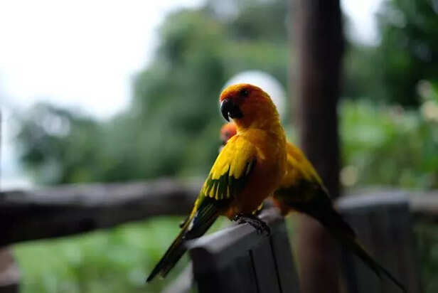parrots