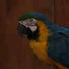 laws for birds
