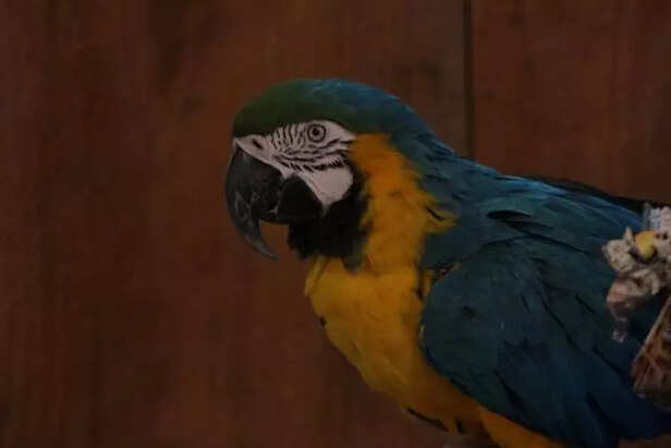 laws for birds