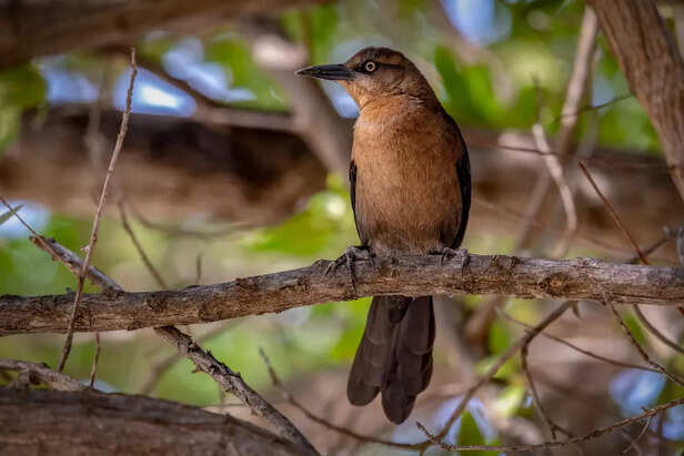 ​The Glossy Cowbird