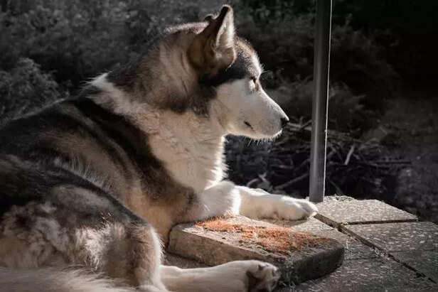 Alaskan Malamute