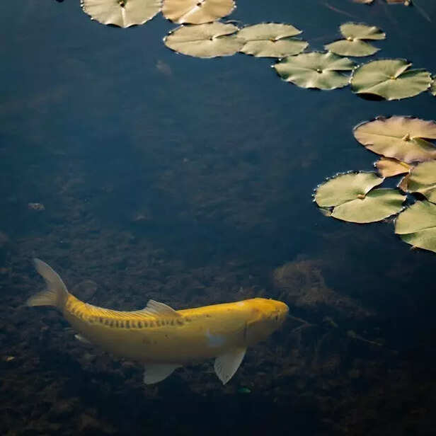 Flowing Fins of Gold