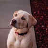 Labradors as teachers