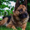 German Shepherd as Teachers