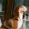 Beagles as Teachers