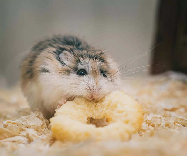 Hamster in Classroom