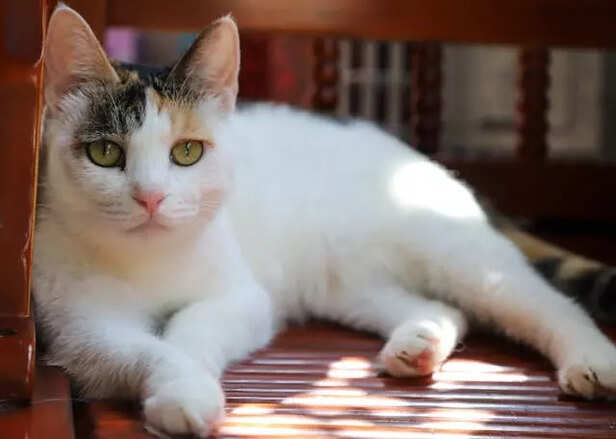 Calico cat