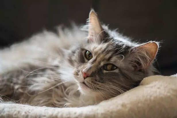 Maine coons