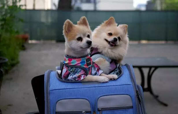 Pomeranians on flight