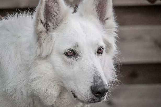 pet