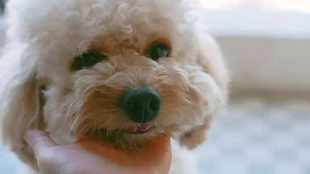 Toy poodle