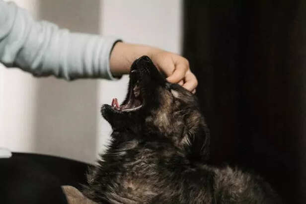time to visit a vet