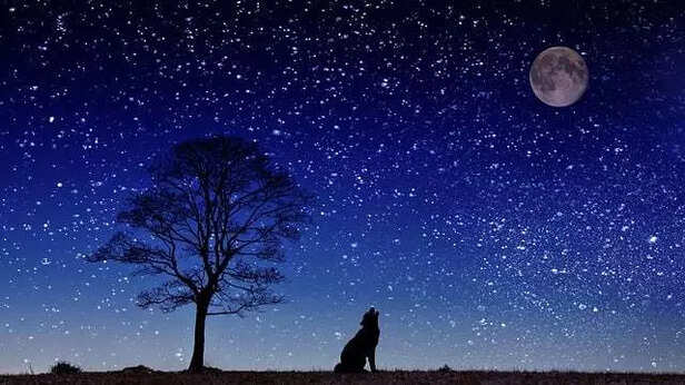 How Dogs Express Anxiety During a Lunar Eclipse