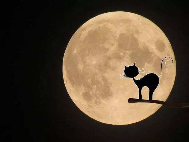 Cats and Their Mysterious Eclipse Reactions