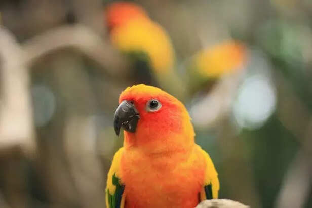 Golden Conure