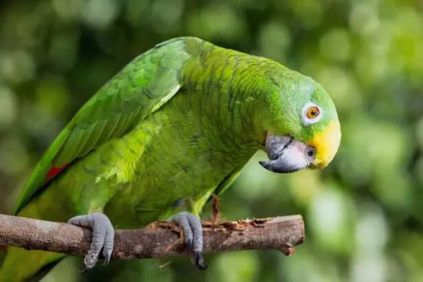 Yellow Crowned Amazon parrot