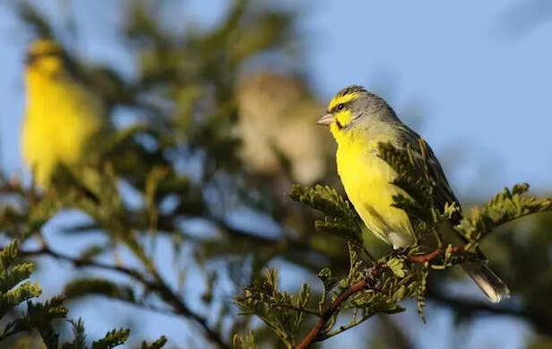 Yellow Fronted Canary
