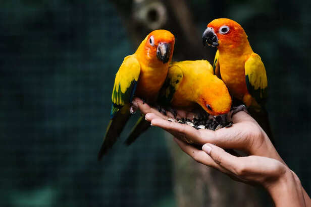 Parrots as pets