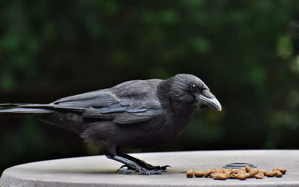 crow